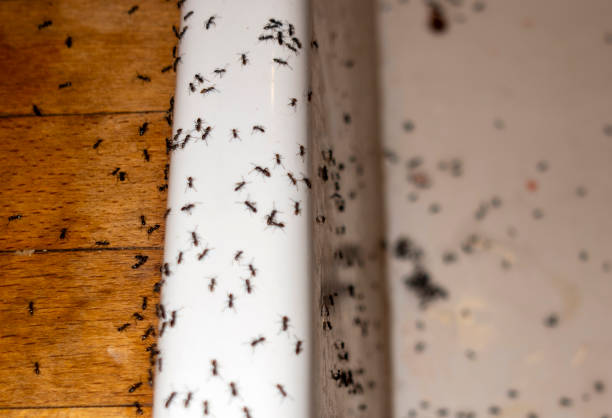 Best Ant Control Services  in Meridian Village, CO