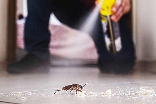 Spider Control Near Me in Meridian Village, CO